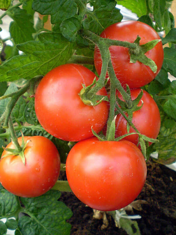 Tomat Varto. Foto: ETKI