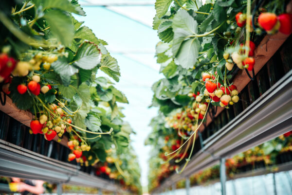 Maasikaid kasvatatakse avamaal, tunnelis või kasvuhoones. Foto: Joosepi talu erakogu