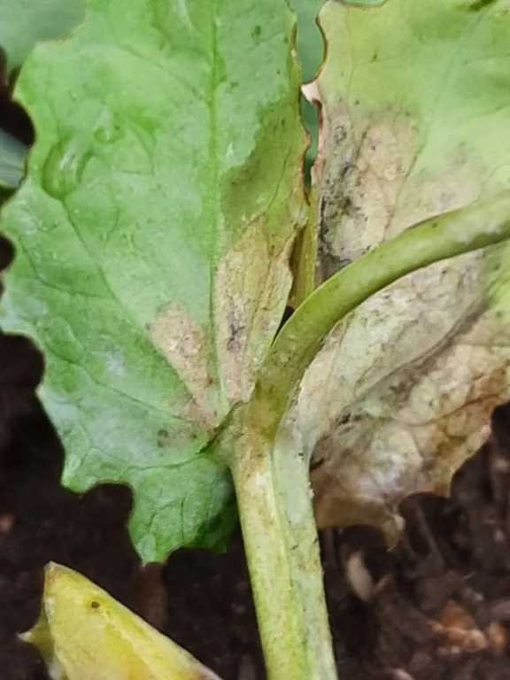 Herne ebajahukaste. Foto: Tiiu Annuk